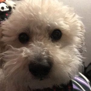 Meet your Posher, Mario